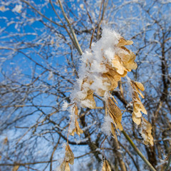maple tree seeds covered with hoarfrost