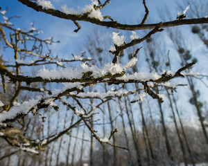 branches of a tree covered with hoarfrost