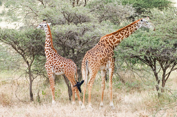 Naklejka na ściany i meble Giraffen Serengeti