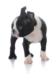 boston terrier puppy standing