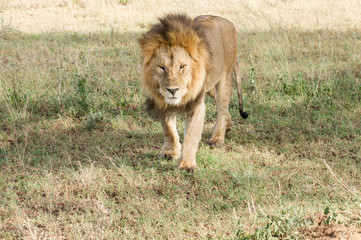 Löwen Afrika Serengeti