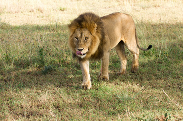 Obraz na płótnie Canvas Löwen Afrika Serengeti