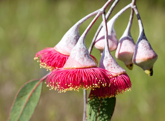 Eucalyptus tree blossom