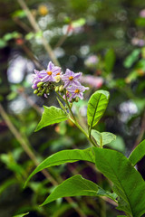 Exotic flowers from French Riviera