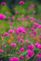 Exotic flowers from French Riviera