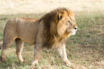 Löwen Afrika Serengeti
