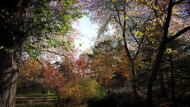 Timelapse, trees change colors in autumn