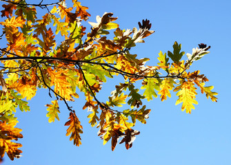 Oak branch with yellow autumn leaves, against the blue sky.