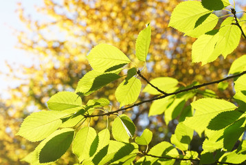 Autumn view, green leaves against the background of yellowed foliage.