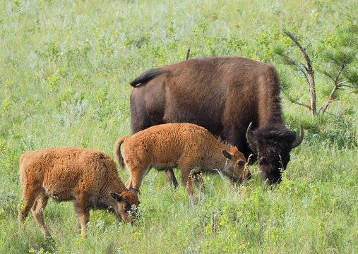 Mother Buffalo and her Two Calf Grazing
