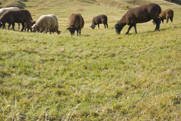 landscape: closeup of group of sheep (brown, beige), in a pasture (grazing) in high mountains in Goppenstein, grass is colored by the first cold of autumn, yellow, green, red, sun, autumn, Switzerland