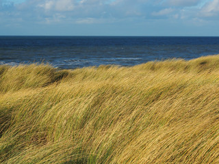 Dünen an der Nordsee