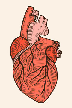 Hand drawn human heart