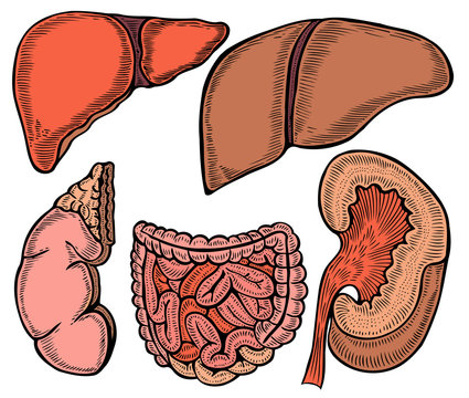 Healthy viscera system part