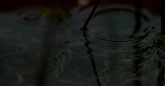 Ripples in Murky Pond Water