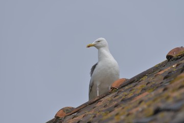 Mouette