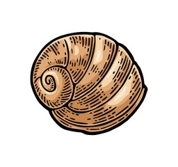 Sea shell nautilus. Color engraving vintage illustration. Isolated on white background