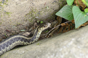 Eastern Garter Snake