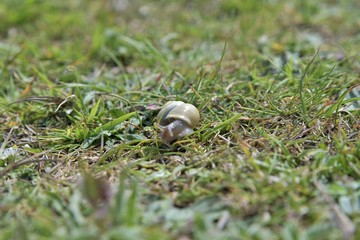 Escargot