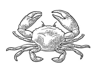 Crab isolated on white background. - obrazy, fototapety, plakaty