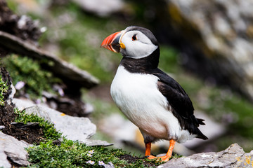 atlantic puffiun