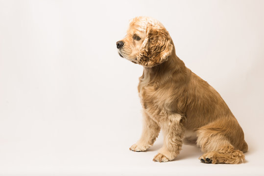 American cocker spaniel on white background. The dog sits, side view