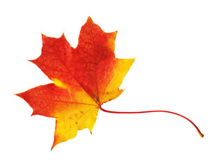 Red, yellow maple leaf on white background