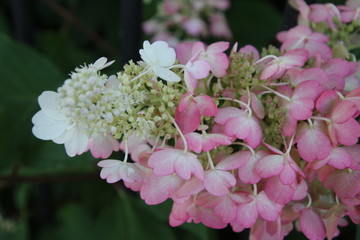 hydrangea