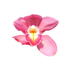 Beautiful pink orchid isolate on white background