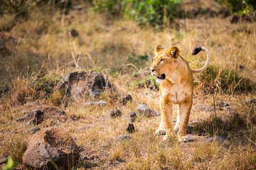 Naklejka premium Female lion in Africa