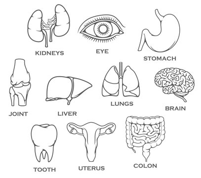 Human organs and body joint parts vector icons