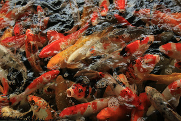 Koi Carps