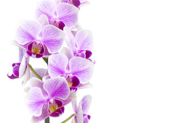 Photo of tender orchid branch blossoming with purple flowers isolated on white background. Phalaenopsis orchid flower blooming twig isolated on white. Place for text, copyspace. Selective soft focus.