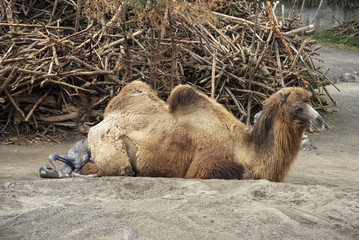 Camel giving birth