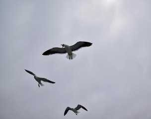 Möven - Afrika - Swakopmund Namibia