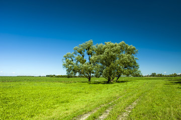Fototapeta na wymiar Trees on a green meadow