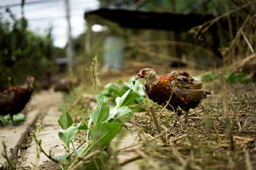 Common pheasant breeding in captivity