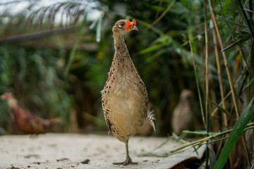 Common pheasant breeding in captivity