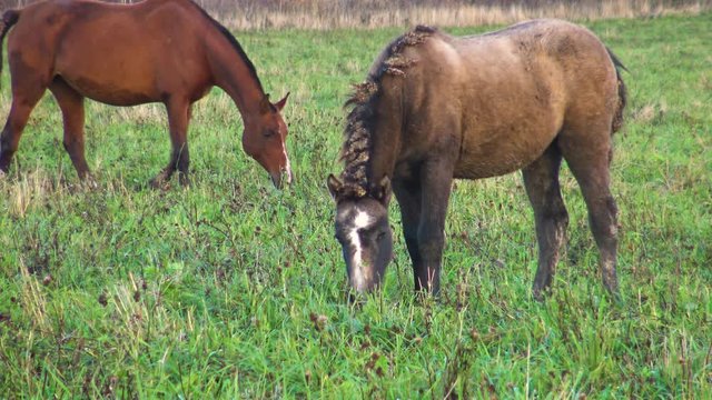 Sorrel Mare and foal grazing in a meadow. He has Bay horses in a wild herd. Mom and baby animals horse. 