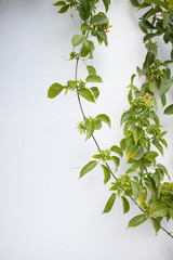 House. Beautiful Spanish house with white walls. Costa del Sol, Andalusia, Spain.