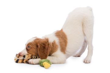 Puppy brittany spaniel playing - Powered by Adobe