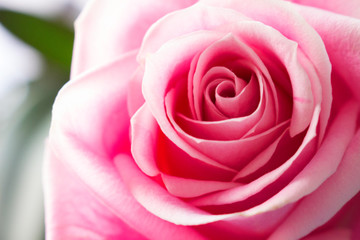 Obraz na płótnie Canvas Rose. Beautiful pink rose. Summer design. Macro.
