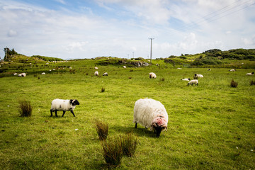 sheeps in ireland