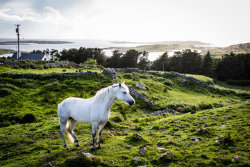 Horse in the evening light