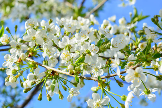 Photo of blooming apple tree branches against the blue sky