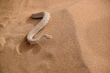 Fototapeta na wymiar Schlange - Sand - Wüste - Afrika