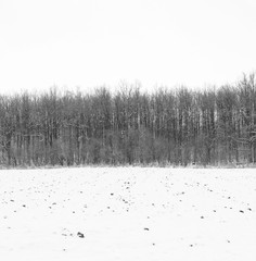 Photo of winter forest with field covered by snow