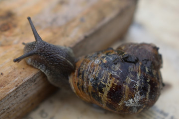 The Climbing Snail
