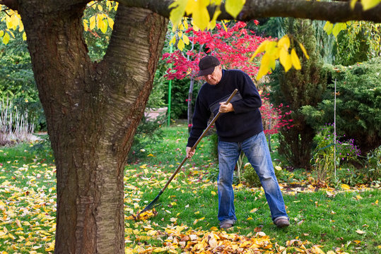 man raking fallen leaves in the garden, senior man gardening during autumn season, cleaning lawn in backyard under a tree