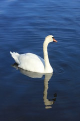 A Single swan